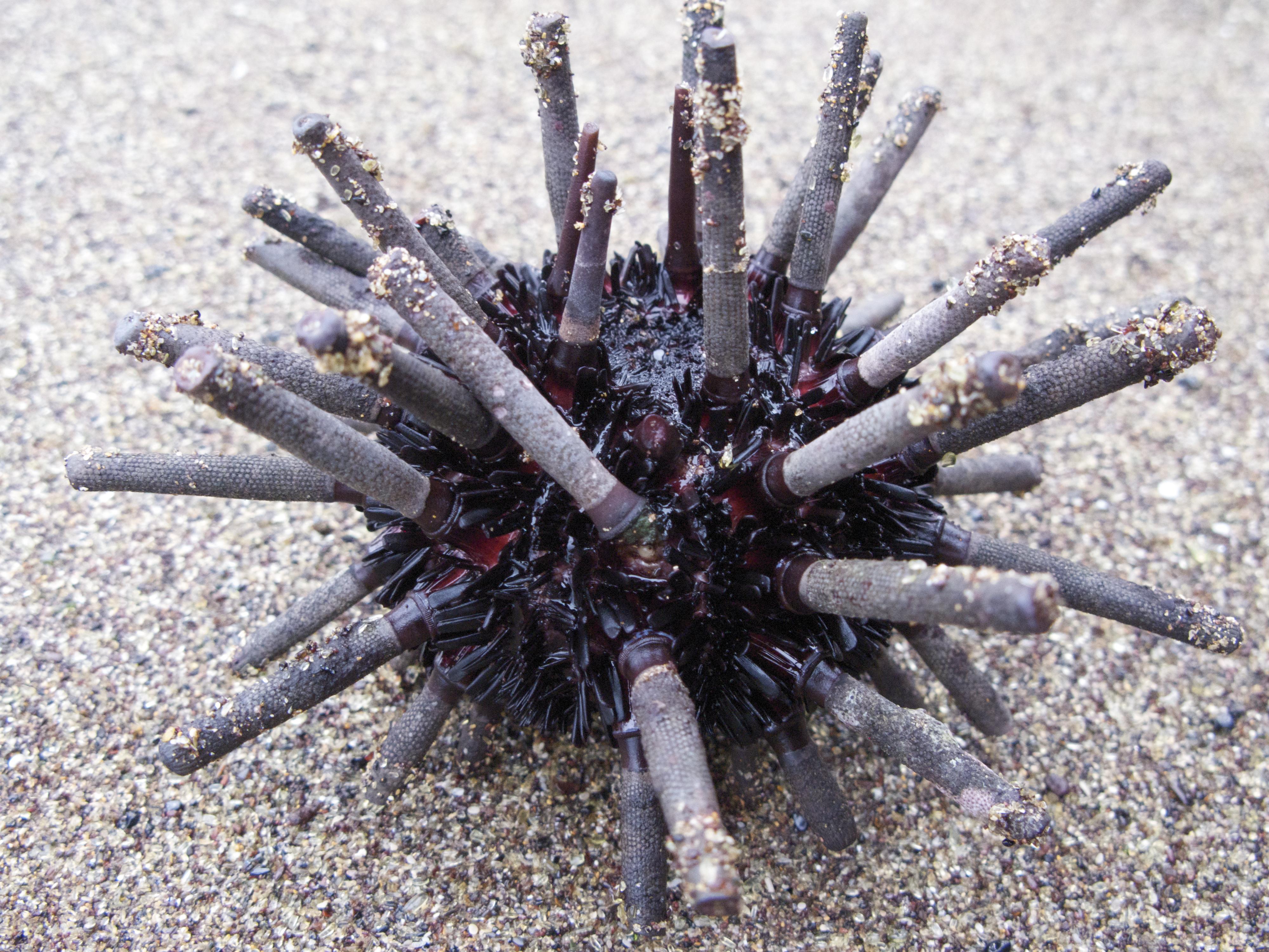 Pencil_Sea_Urchin