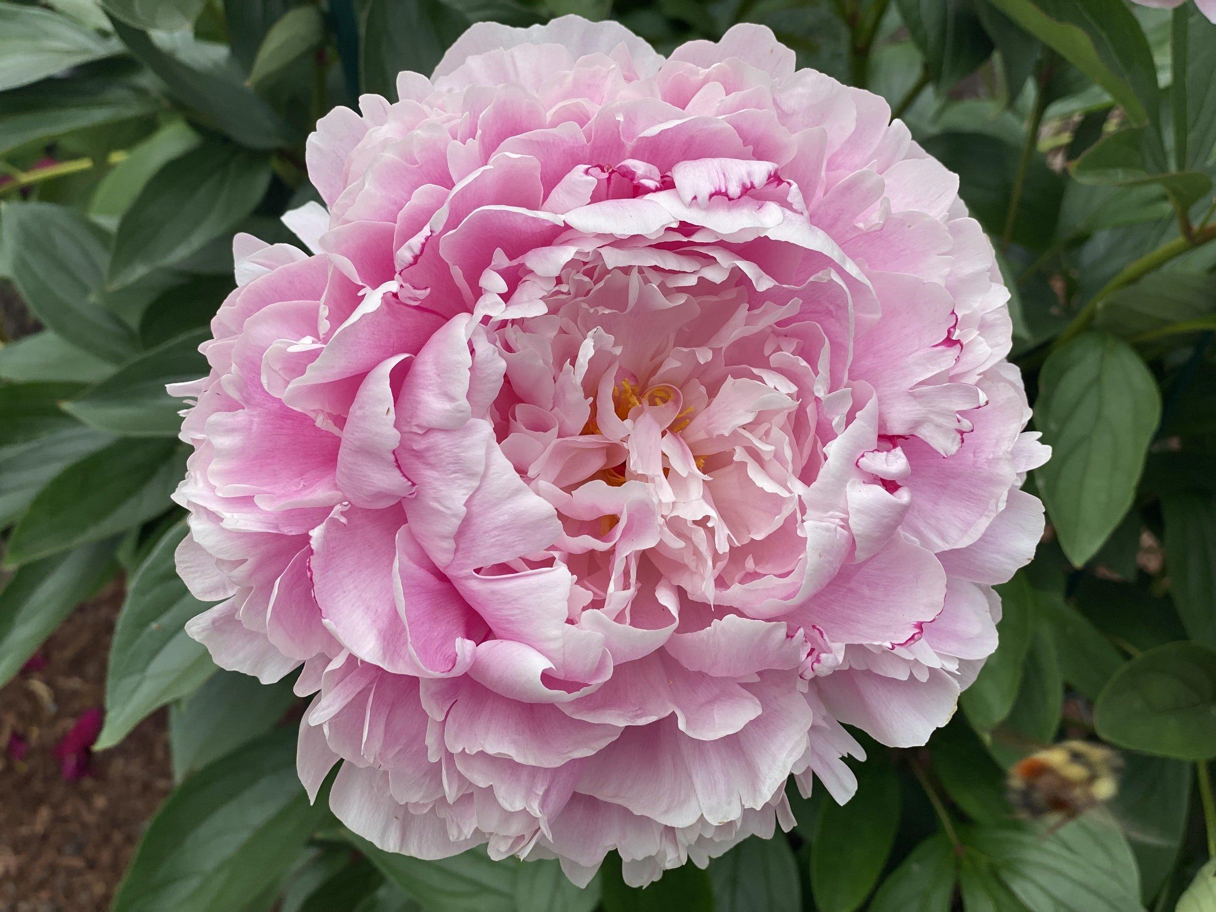 Peony