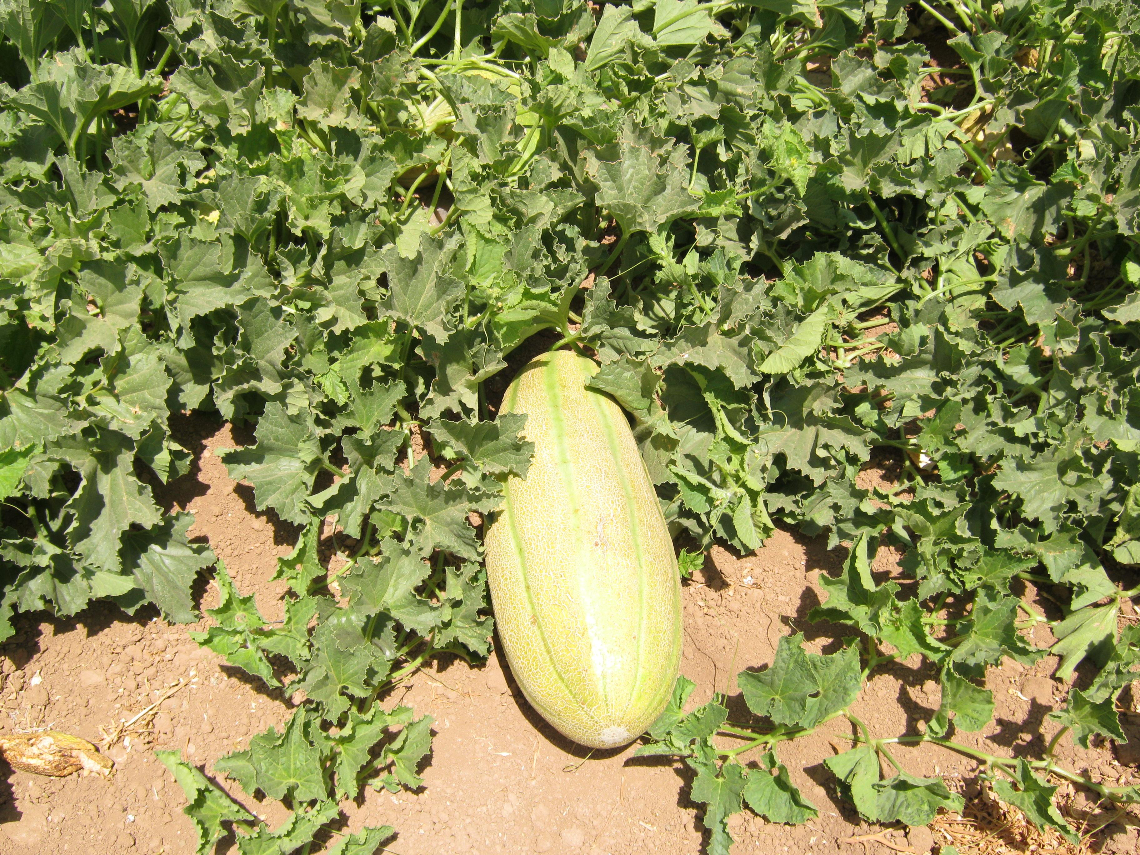 Persian_Melon