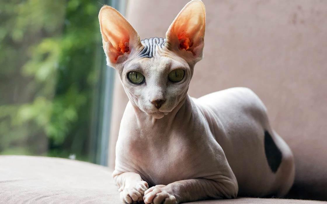 Peterbald_Cat