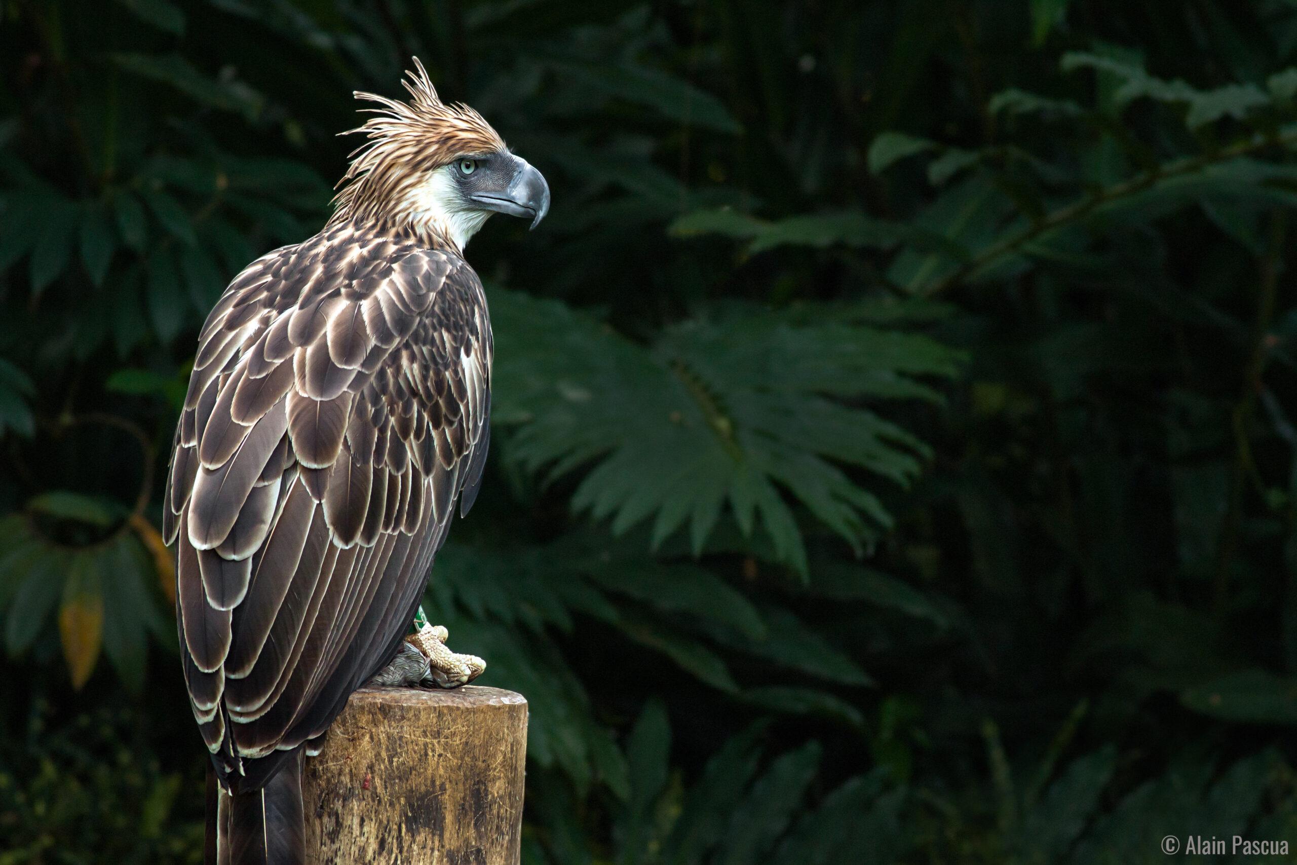 Philippine_Eagle