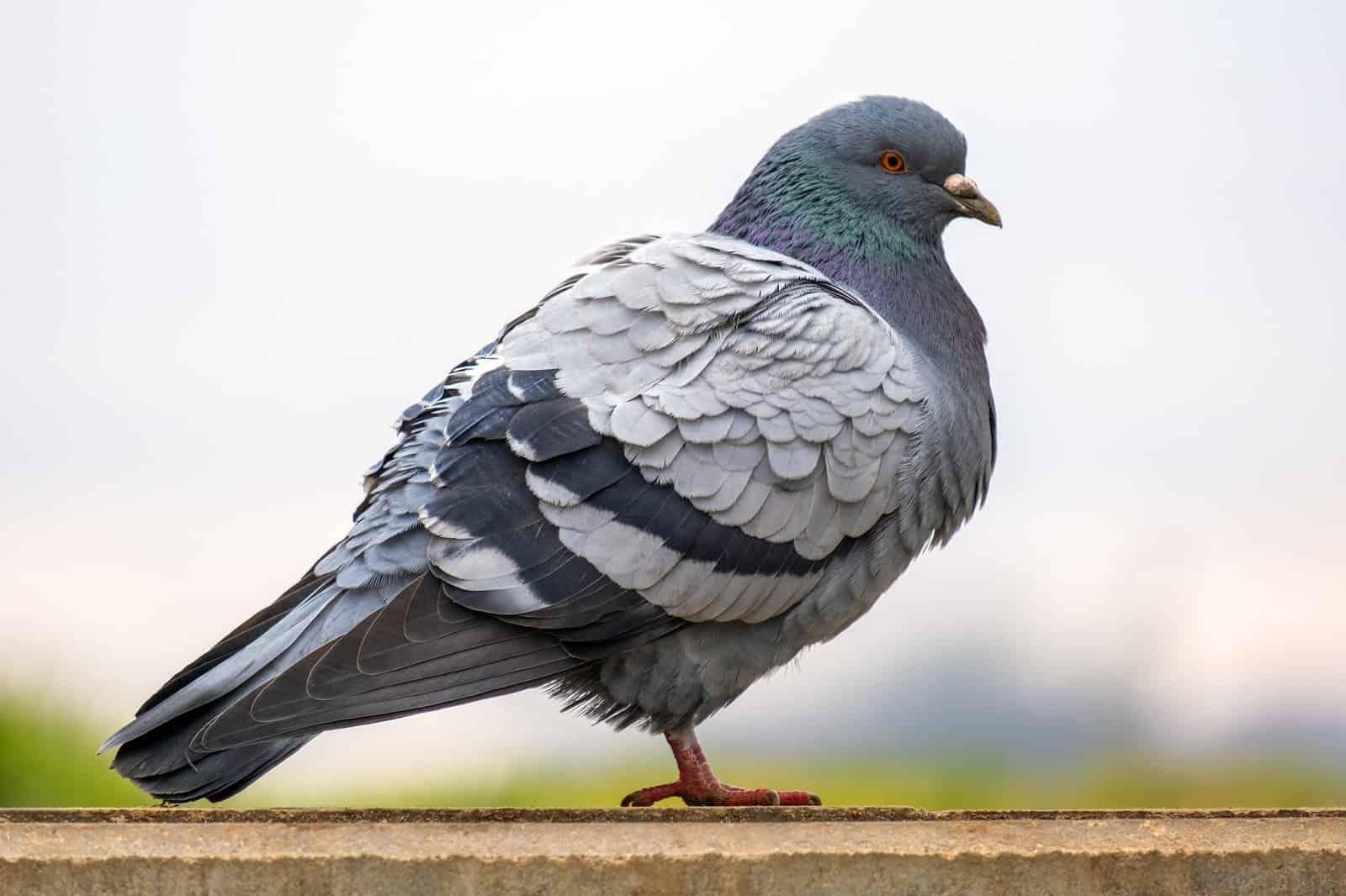 Pigeon