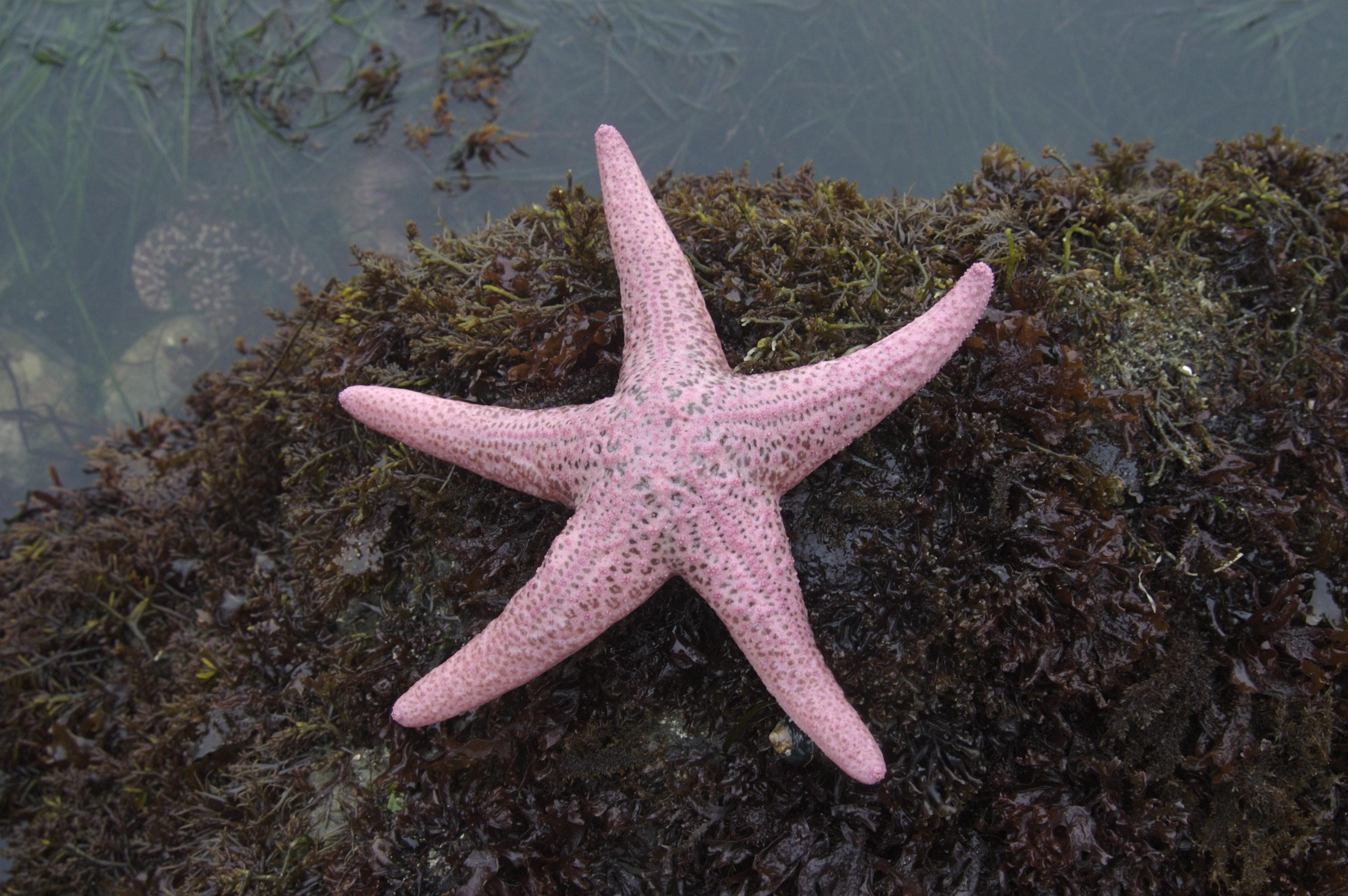 Pink_Short-Spined_Sea_Star