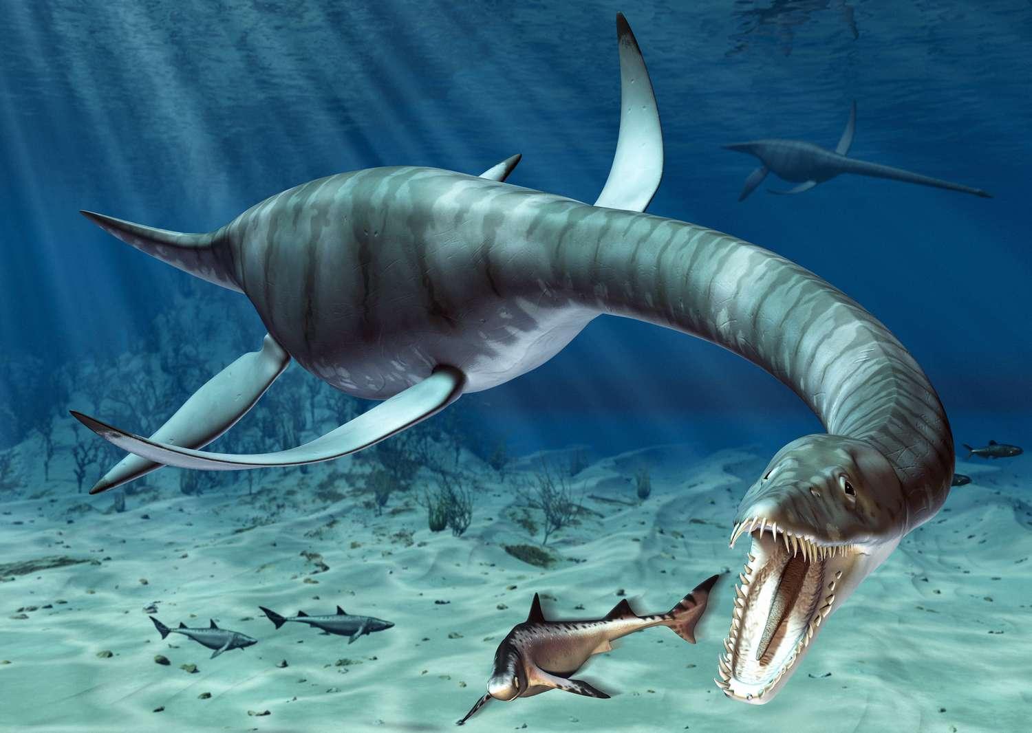 Plesiosaurus