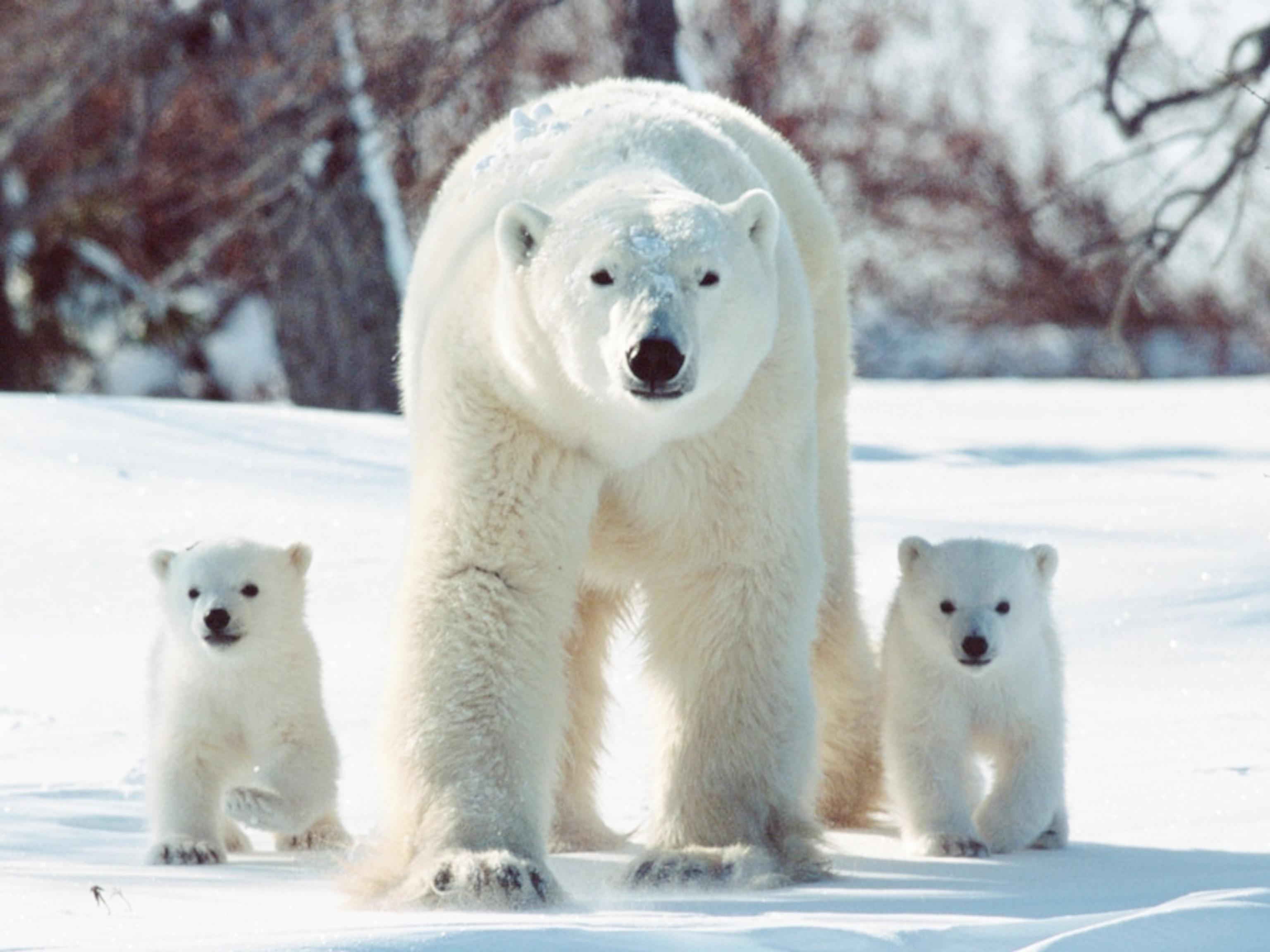 Polar_Bear