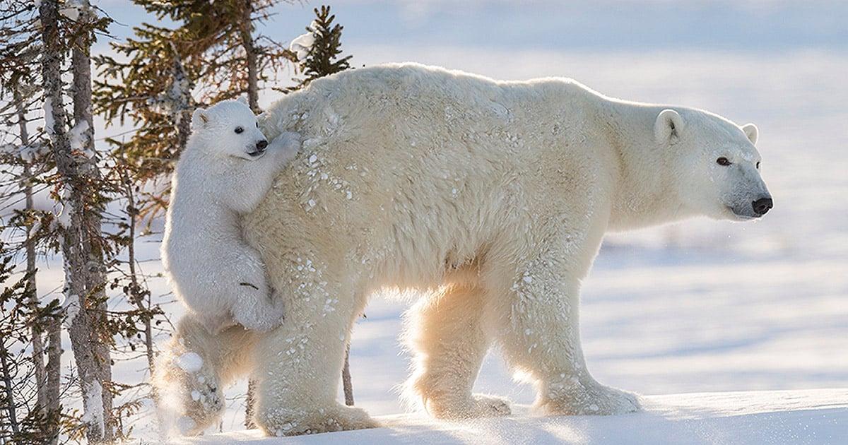 Polar_Bears