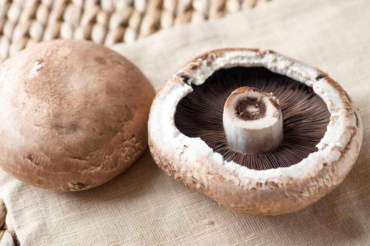 Portobello_Mushroom