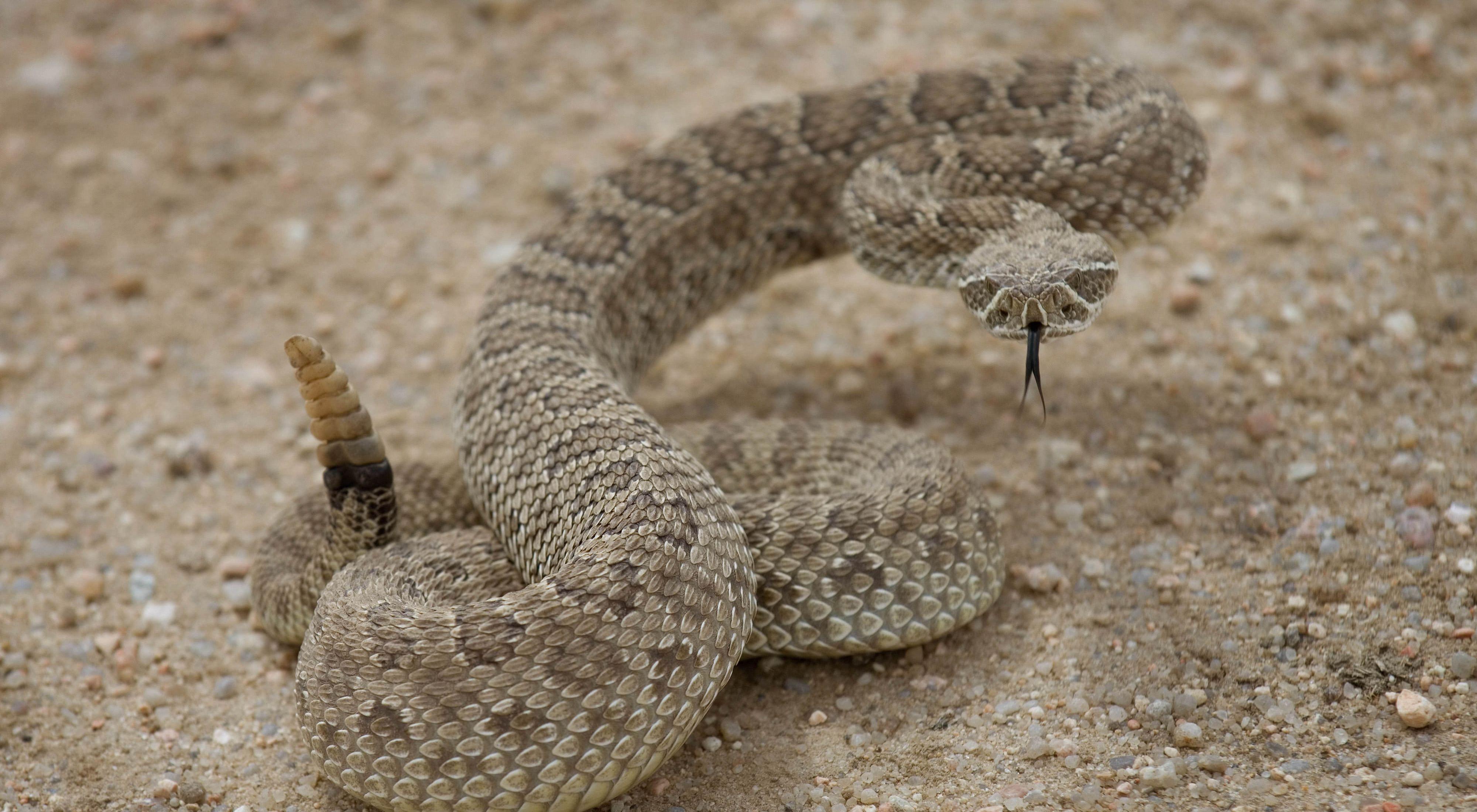 Prairie_Rattlesnake