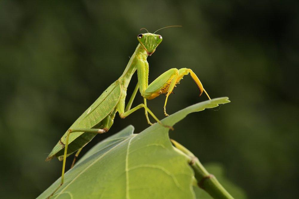 Praying_Mantis