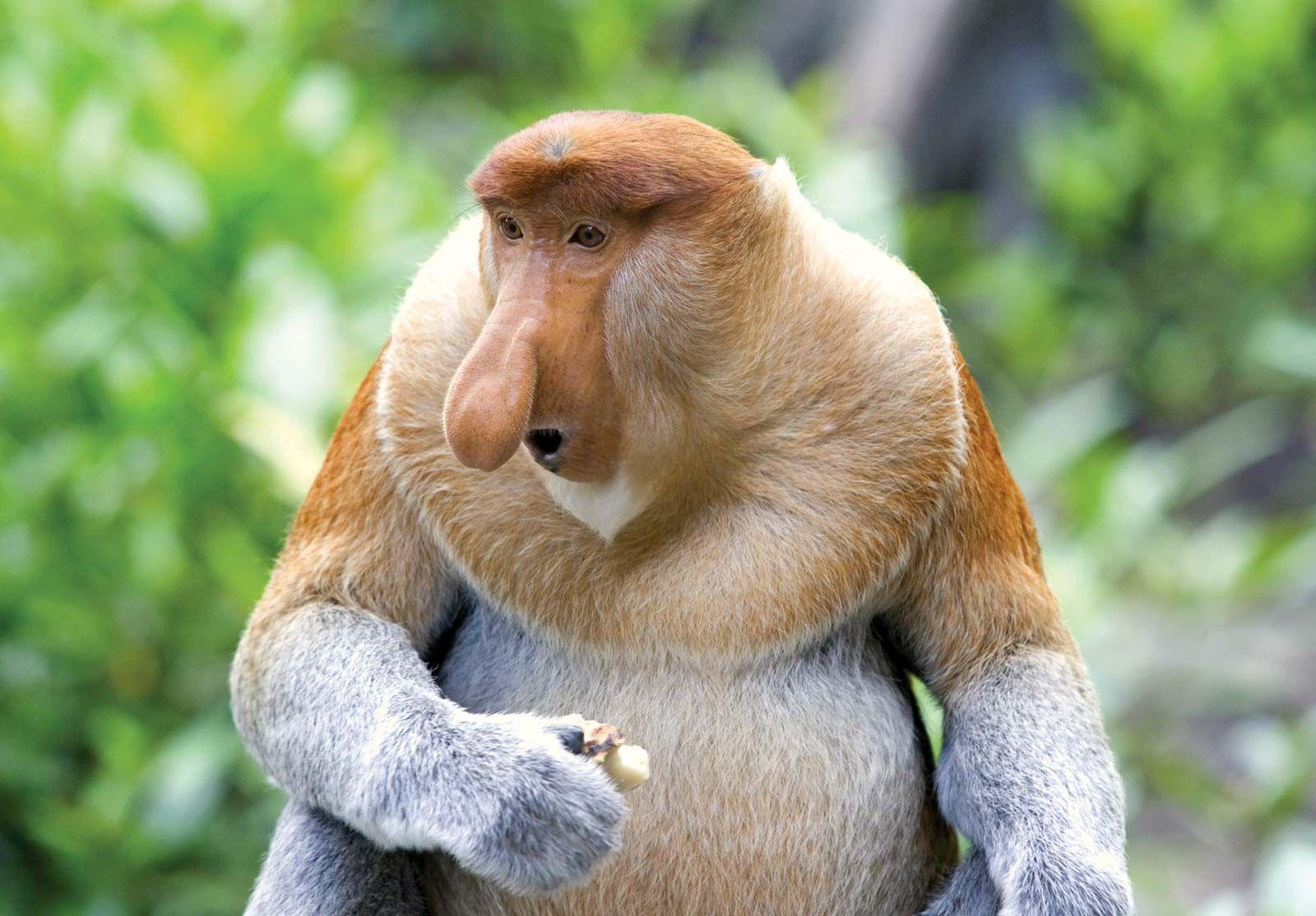 Proboscis_Monkey