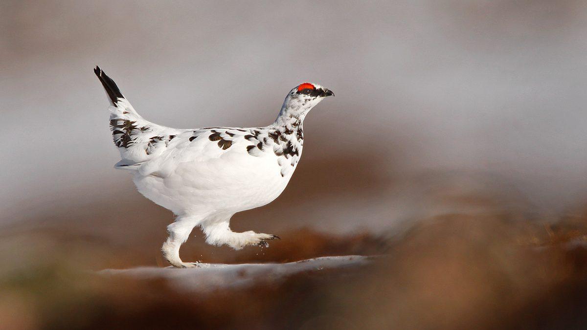 Ptarmigan