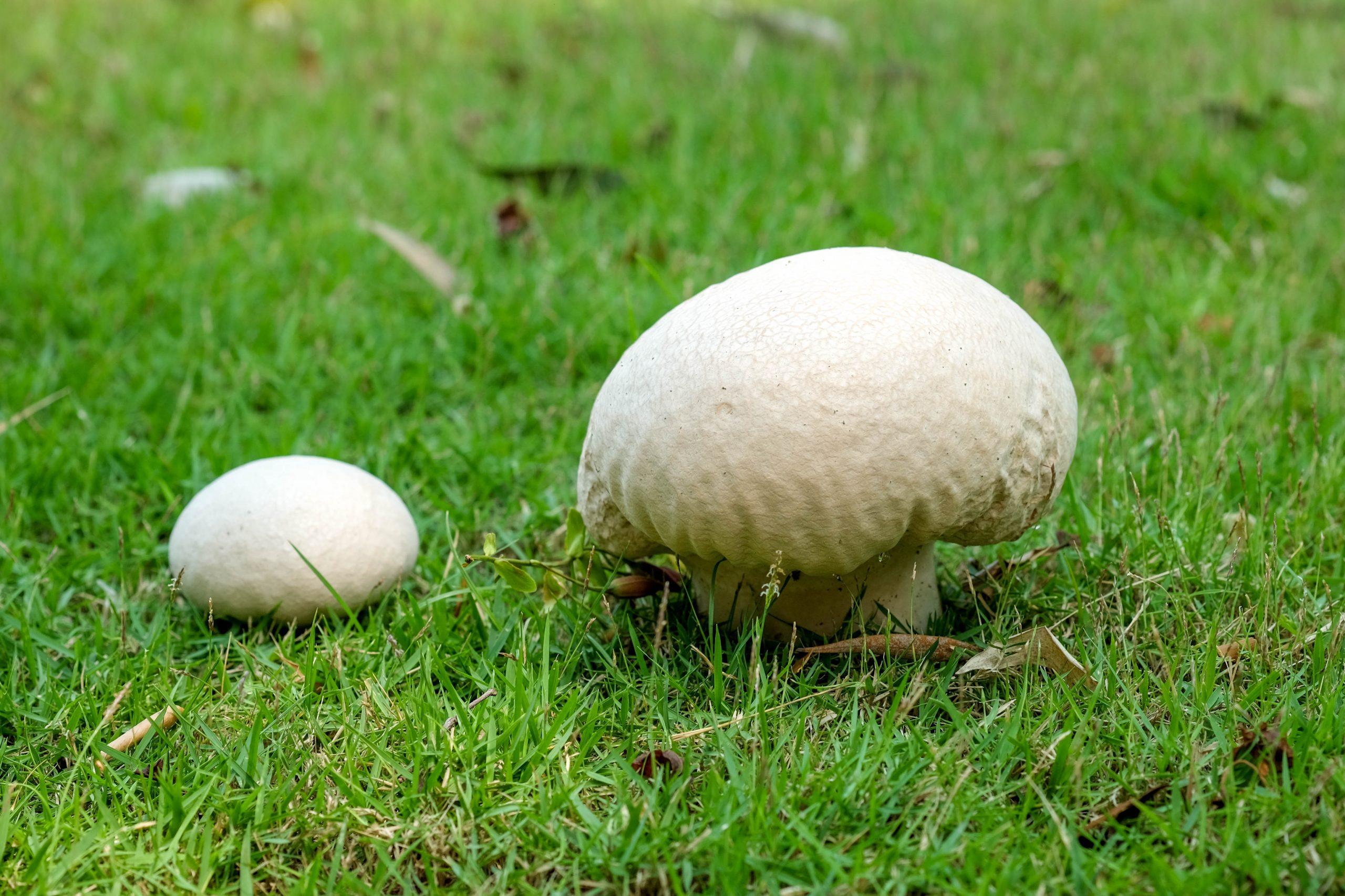 Puffball_Mushroom