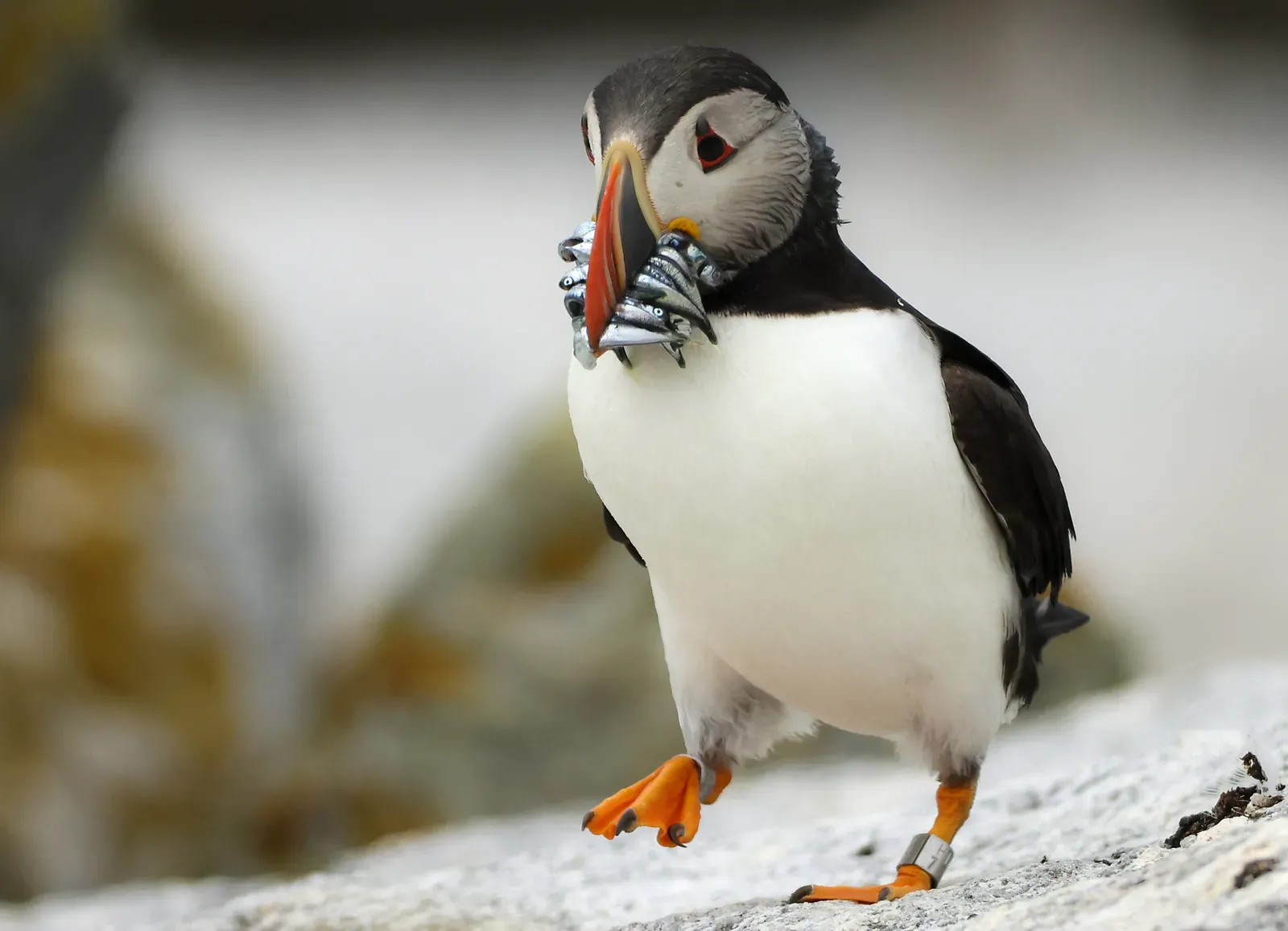 Puffin