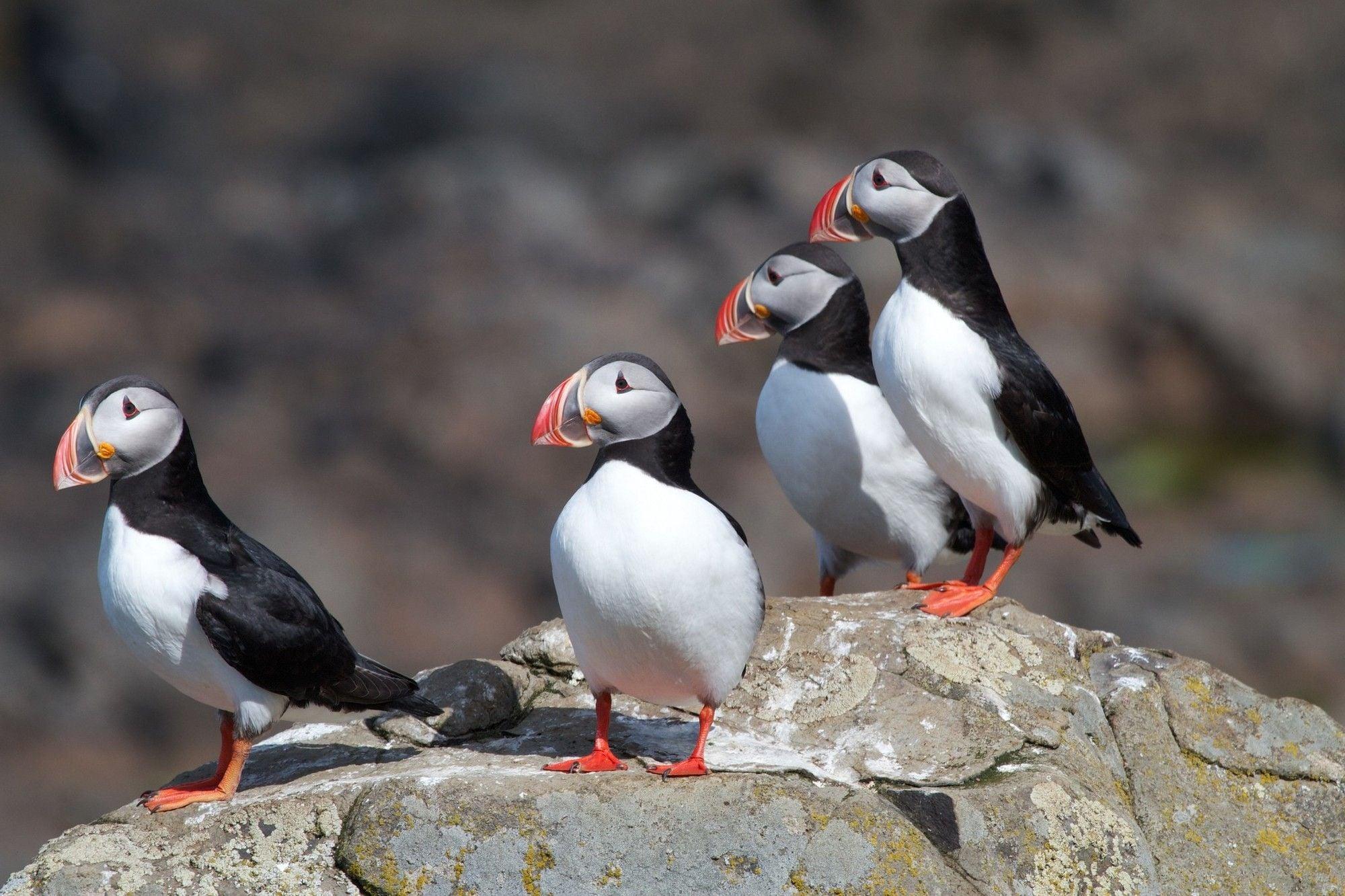 Puffin_Iceland_Northern_Europe