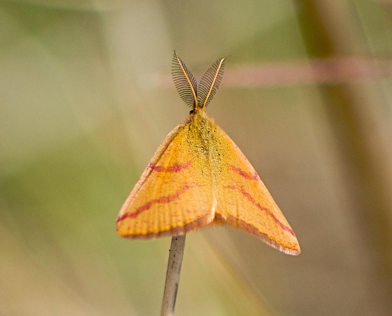 Purple-Barred_Yellow_Butterfly