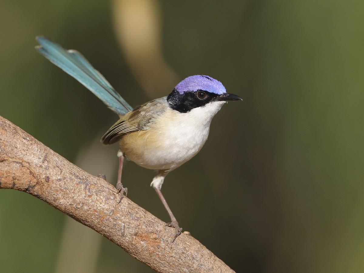 Purple-Crowned_Fairywren