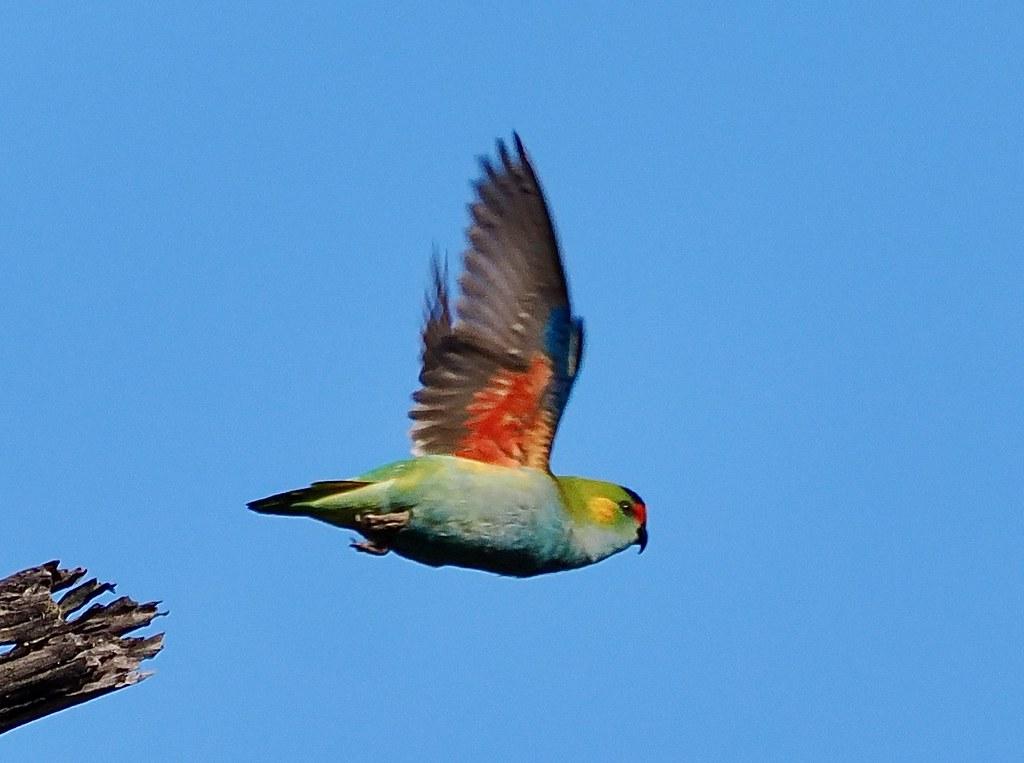 Purple-Crowned_Lorikeet