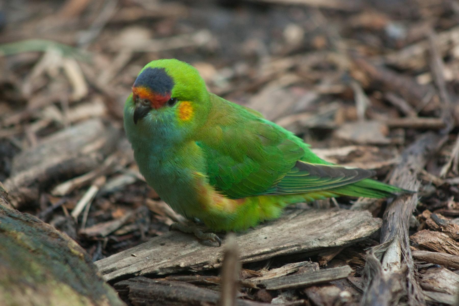 Purple-Fronted_Parrot