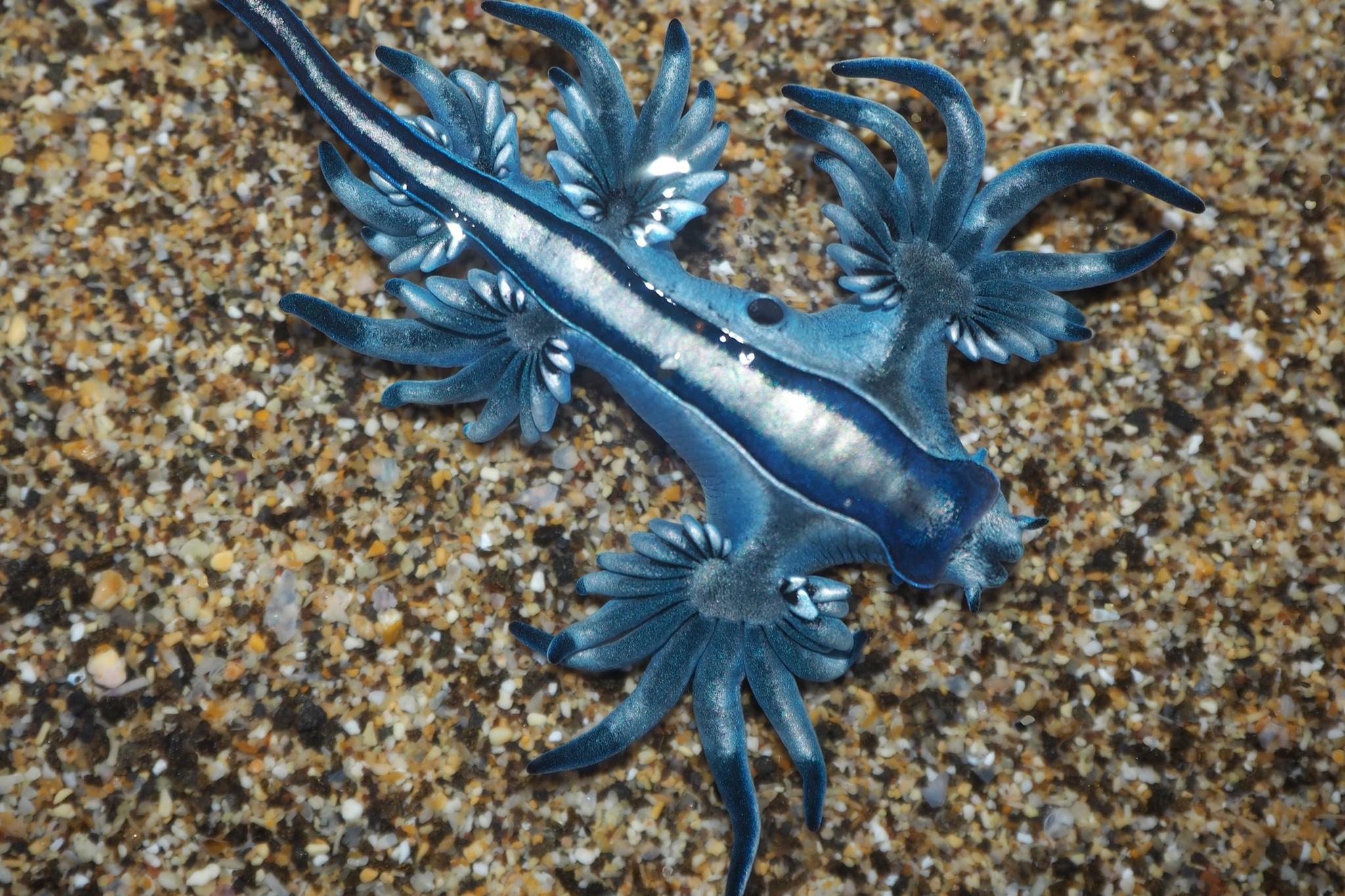 Purple-Lined_Sea_Slug