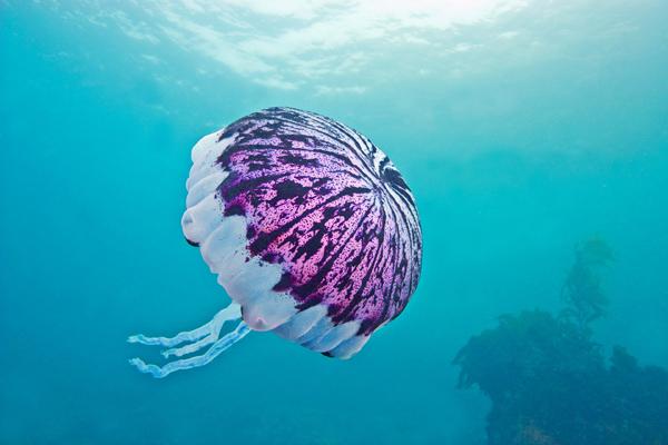 Purple-Striped_Jellyfish