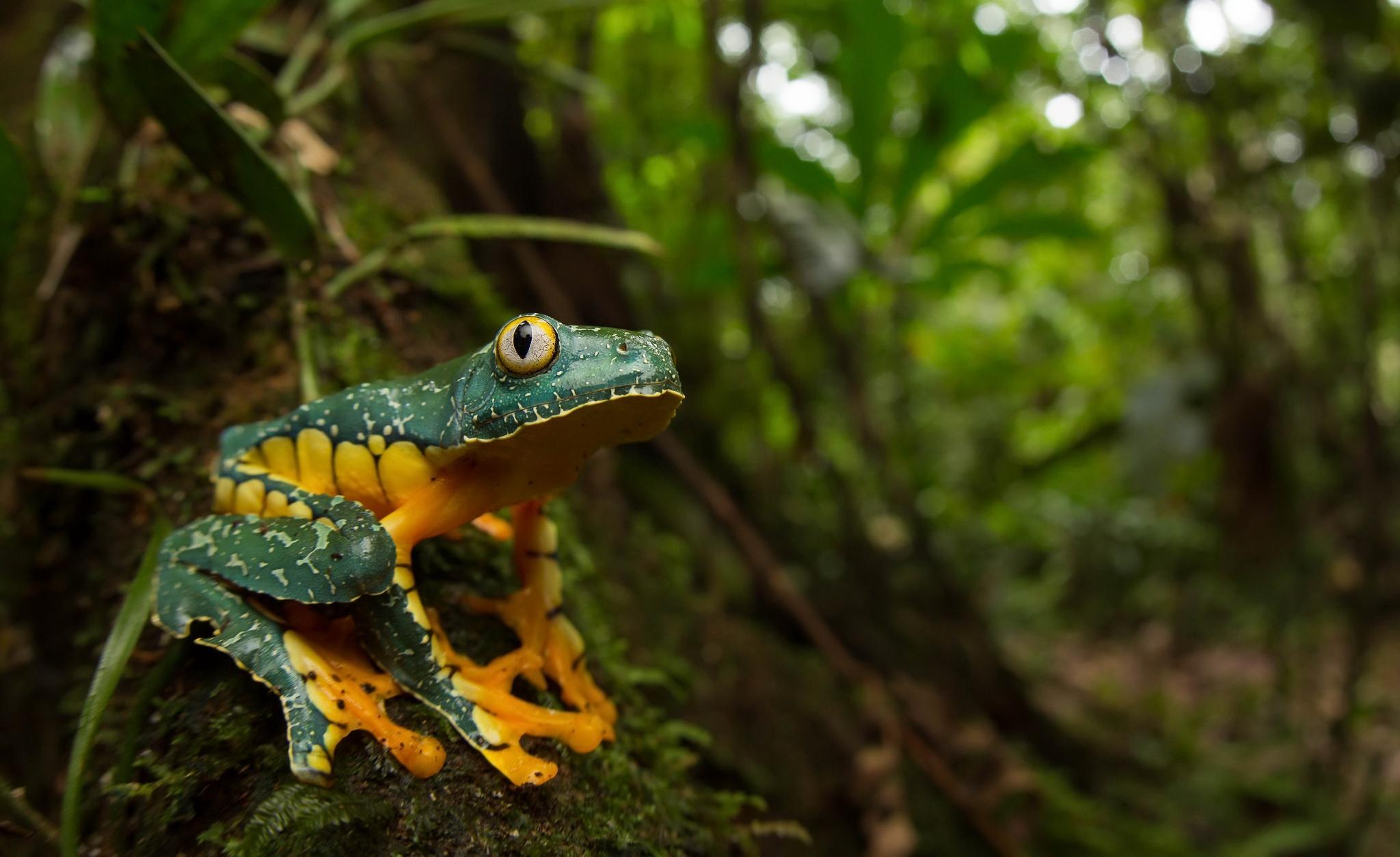 Purple-Striped_Leaf_Frog