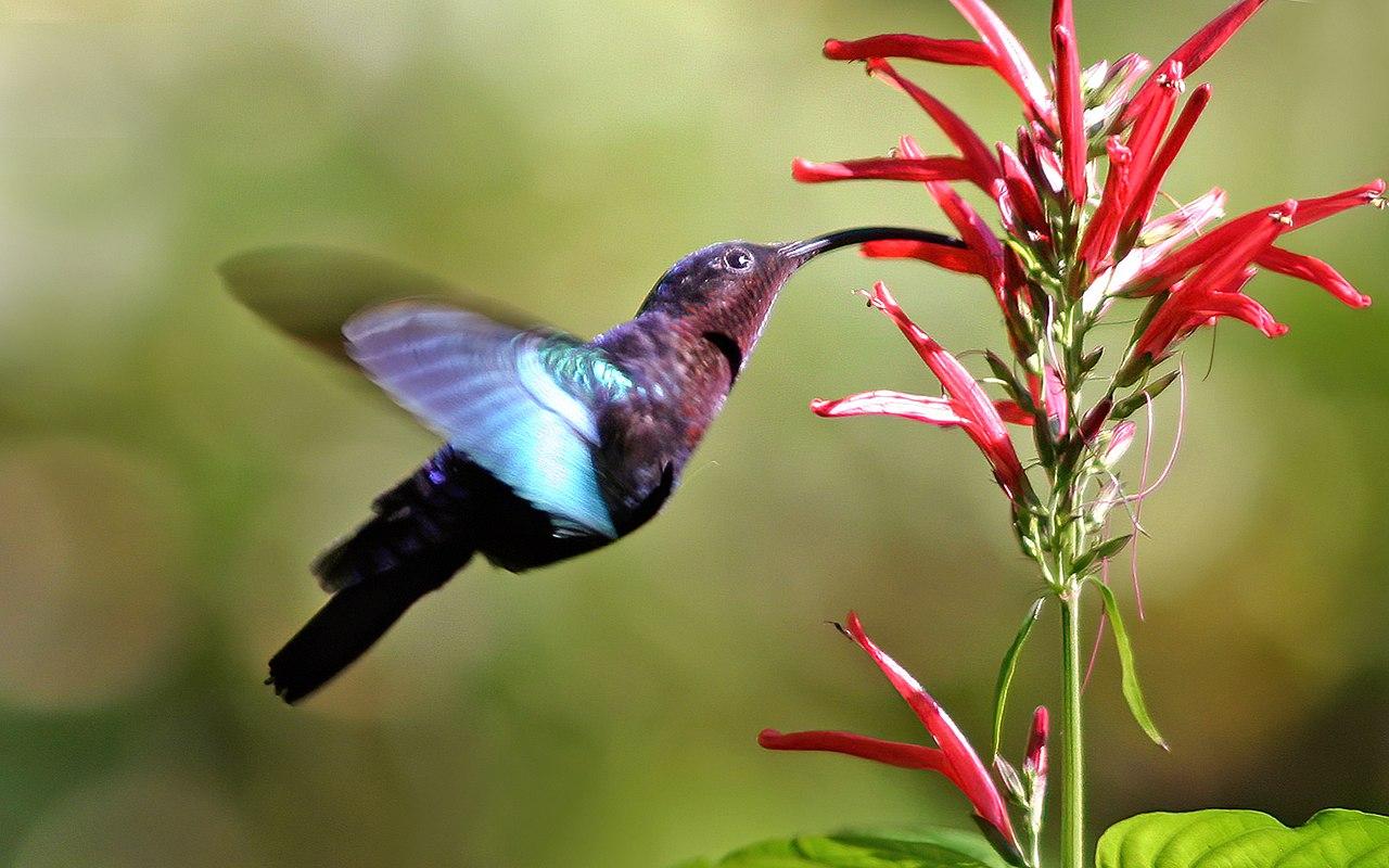 Purple-Throated_Carib