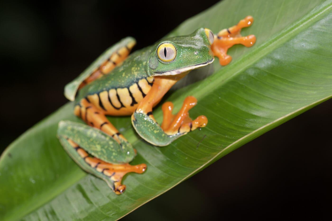 Purple-Tinged_Leaf_Frog