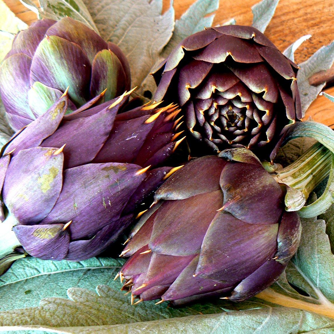 Purple_Artichoke