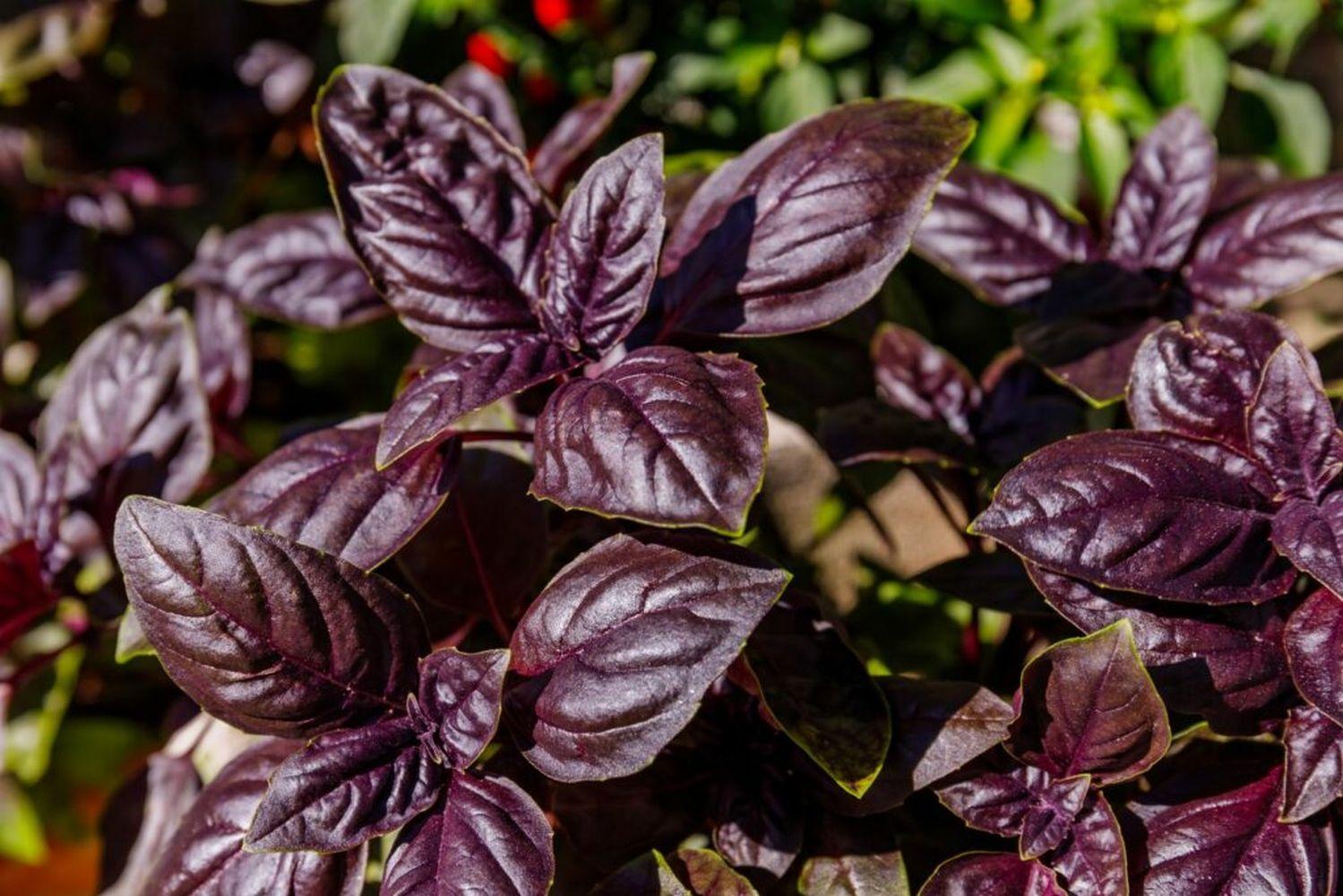 Purple_Basil