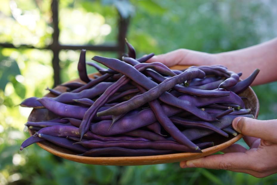 Purple_Beans