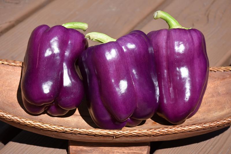 Purple_Bell_Pepper