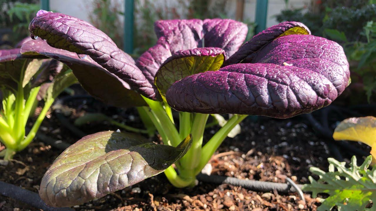 Purple_Bok_Choy