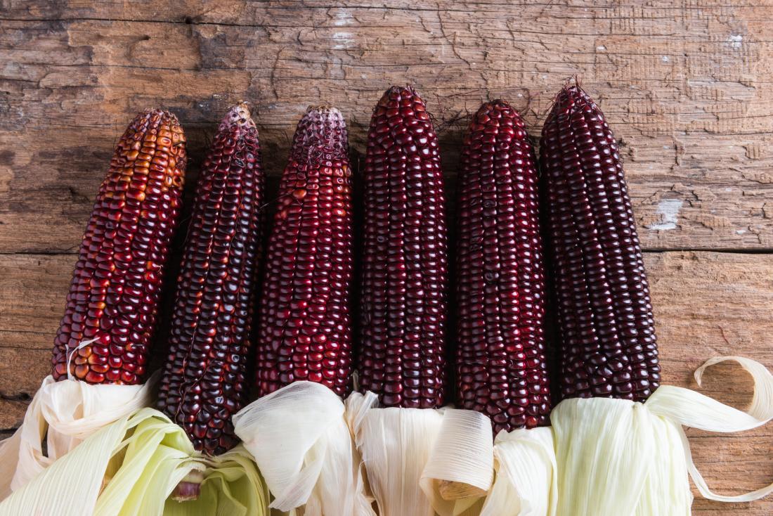 Purple_Corn