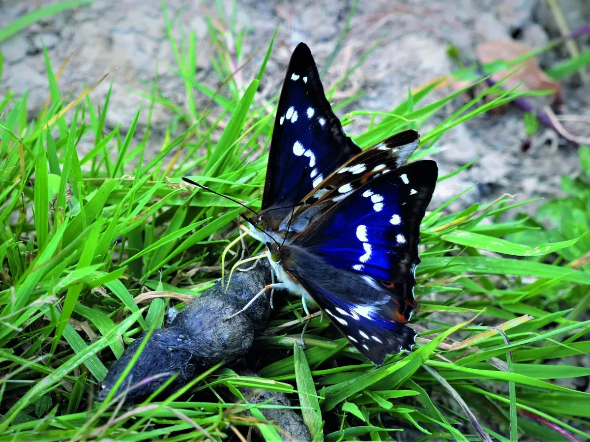 Purple_Emperor_Butterfly