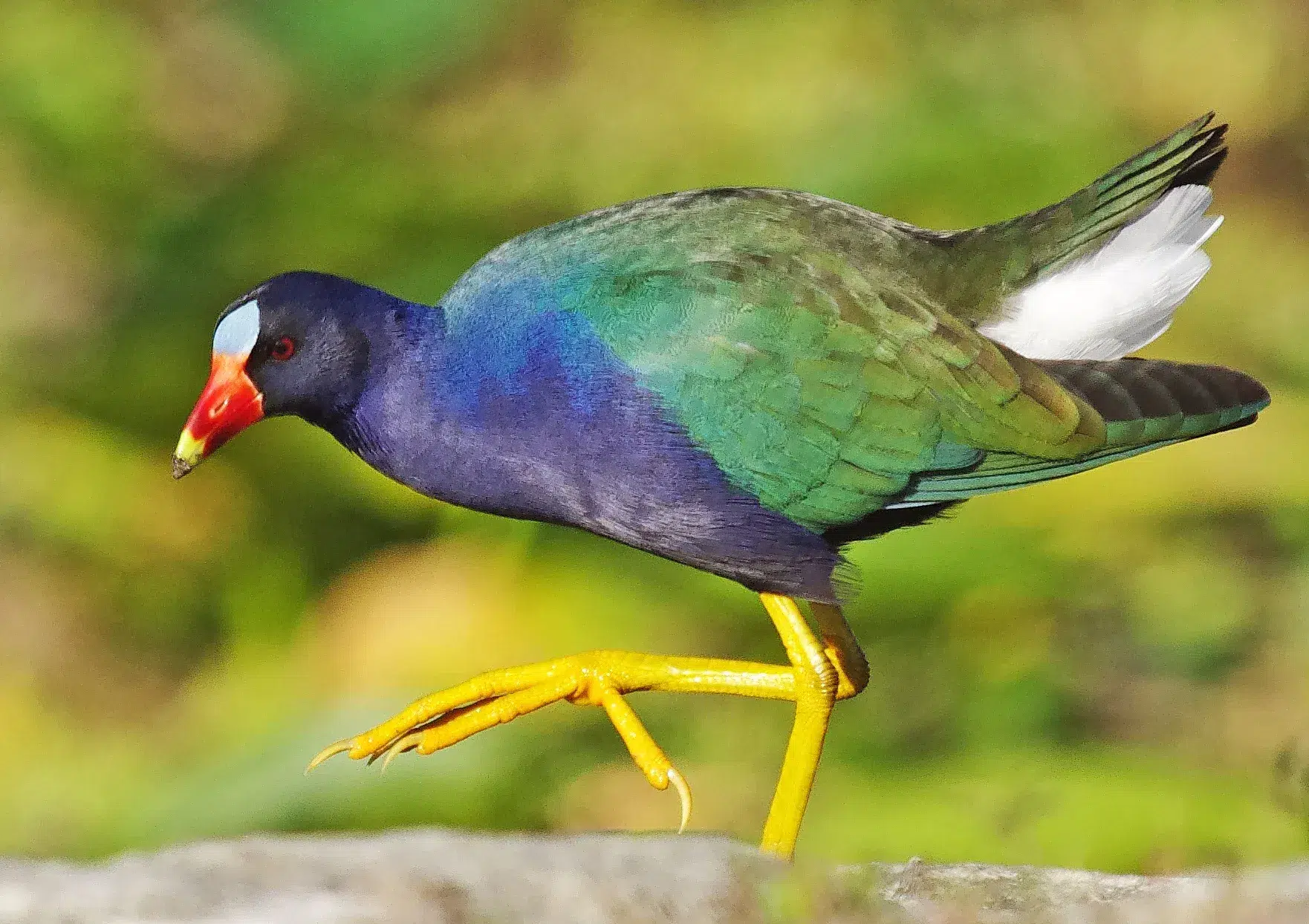 Purple_Gallinule