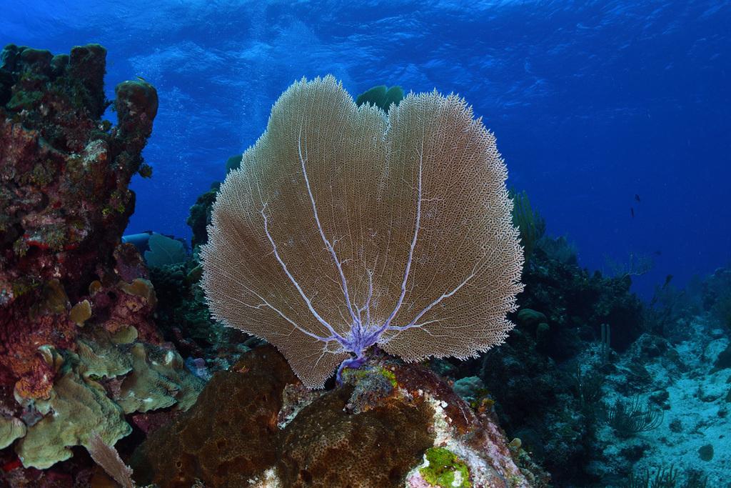 Purple_Gorgonian_Sea_Fan