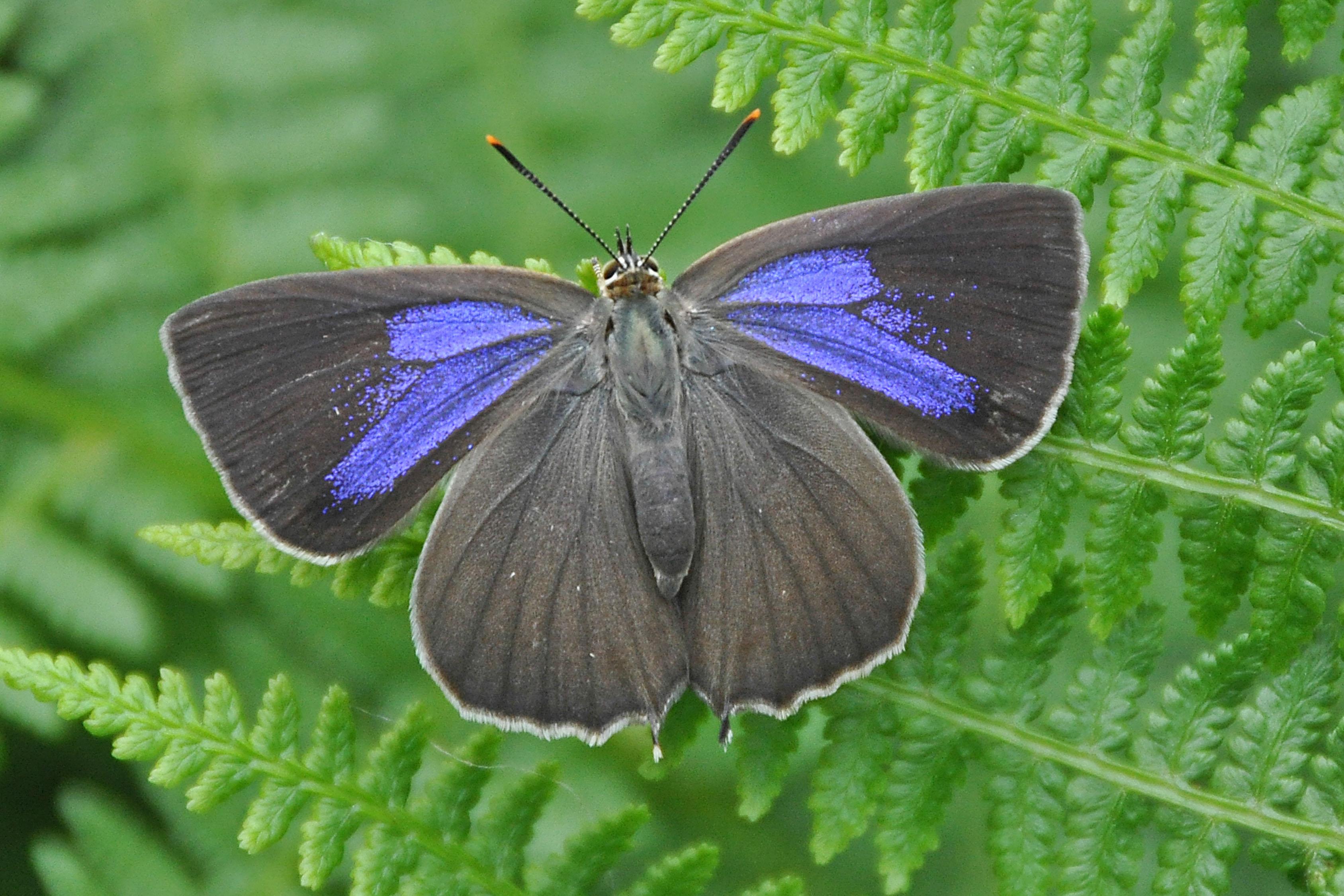 Purple_Hairstreak_Butterfly