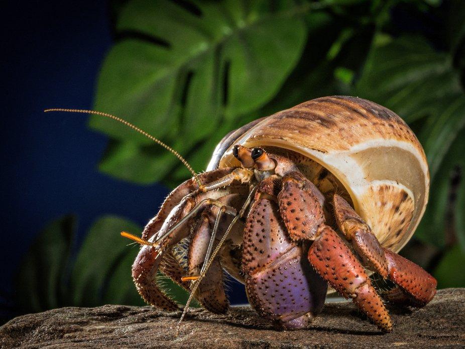 Purple_Hermit_Crab