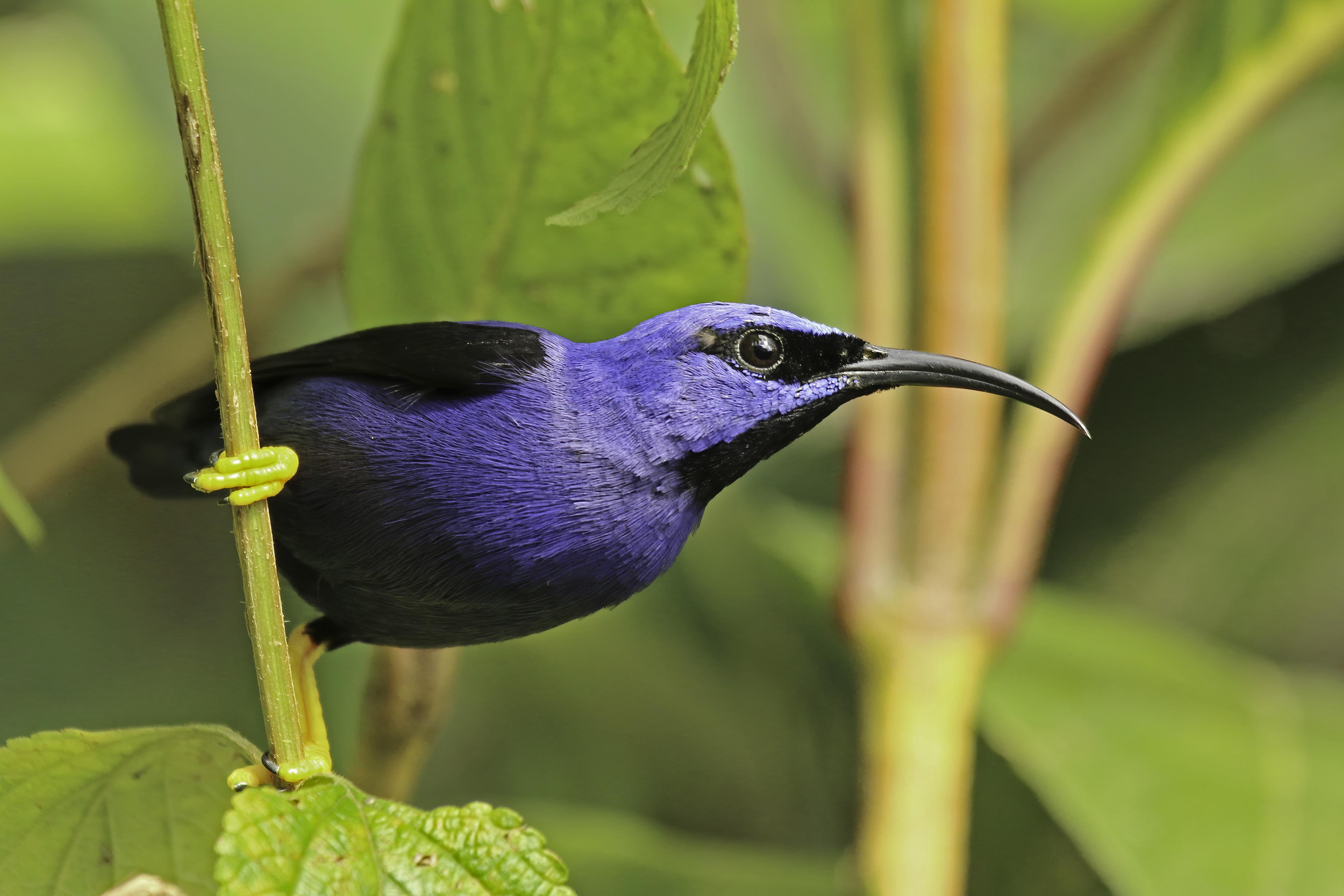 Purple_Honeycreeper