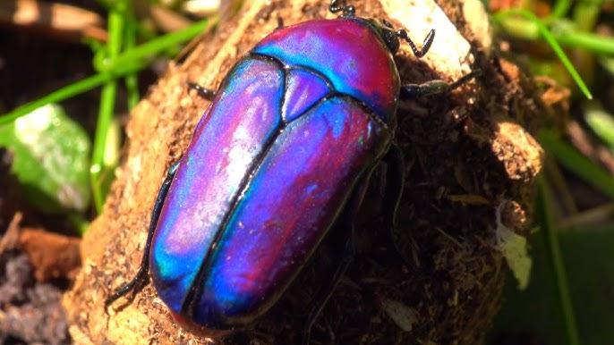 Purple_Jewel_Beetle