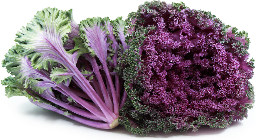 Purple_Kale