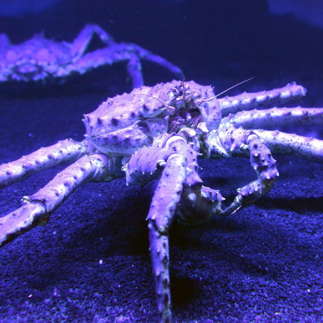 Purple_King_Crab