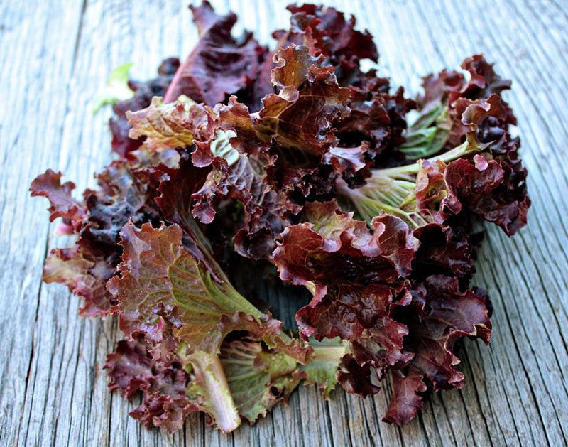 Purple_Lettuce_eg_Lollo_Rosso