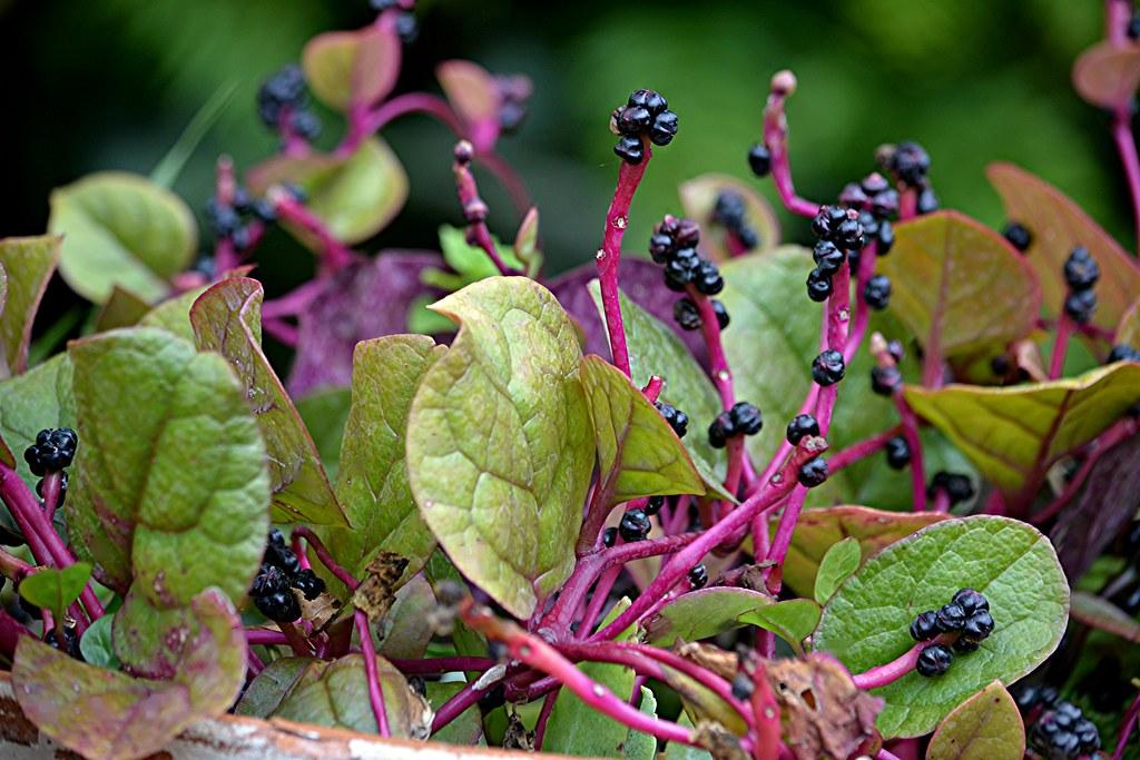 Purple_Malabar_Spinach