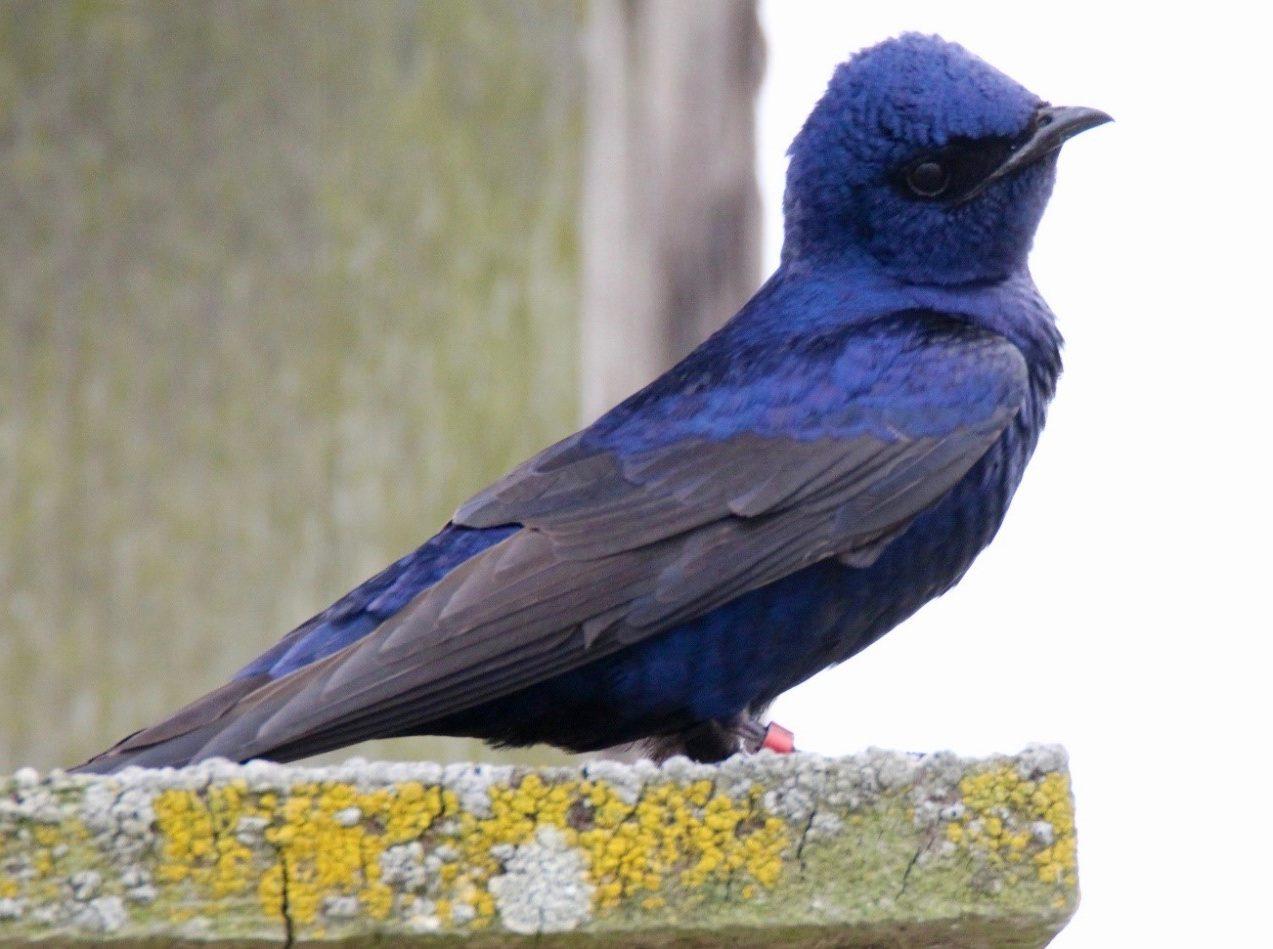 Purple_Martin