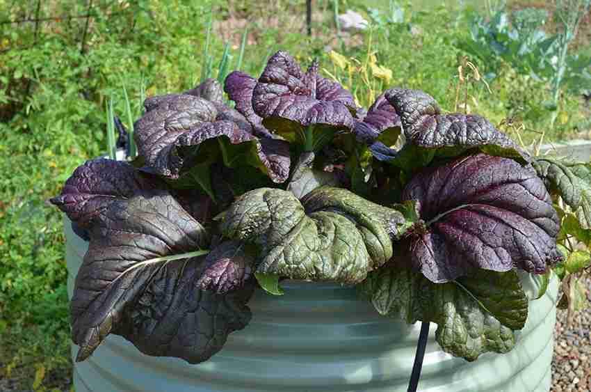 Purple_Mustard_Greens