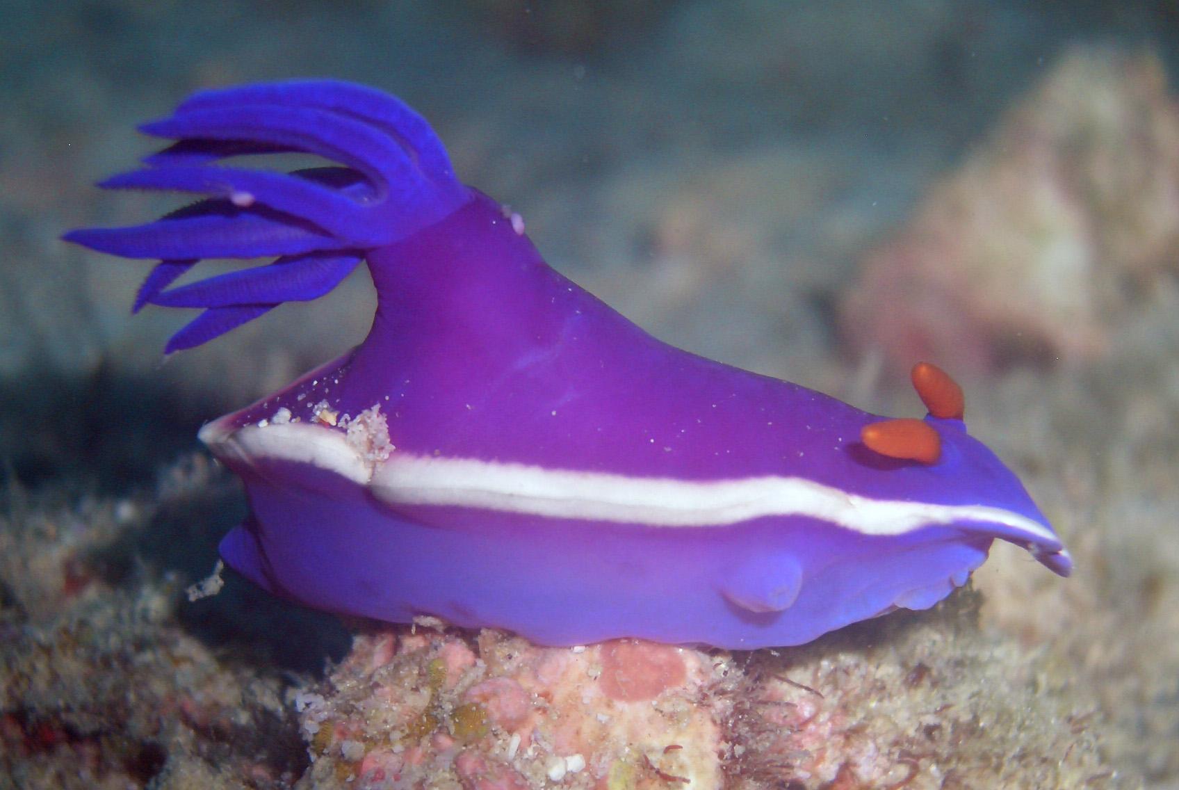 Purple_Nudibranch_various_species