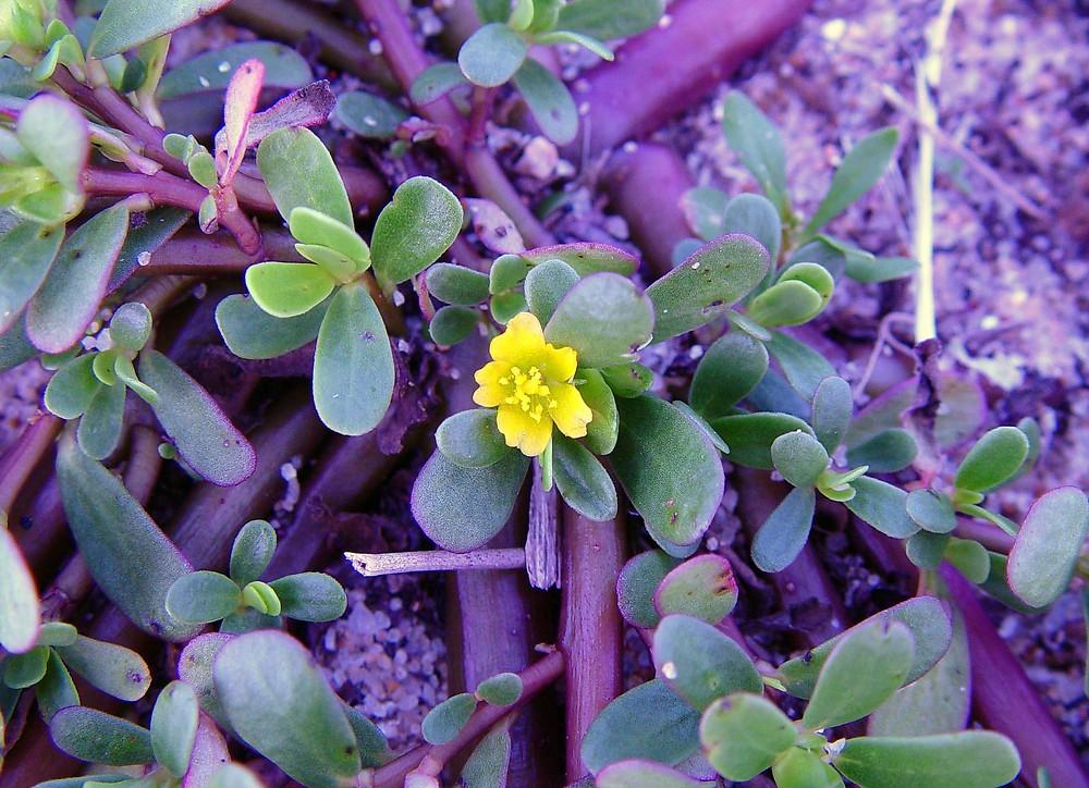 Purple_Purslane