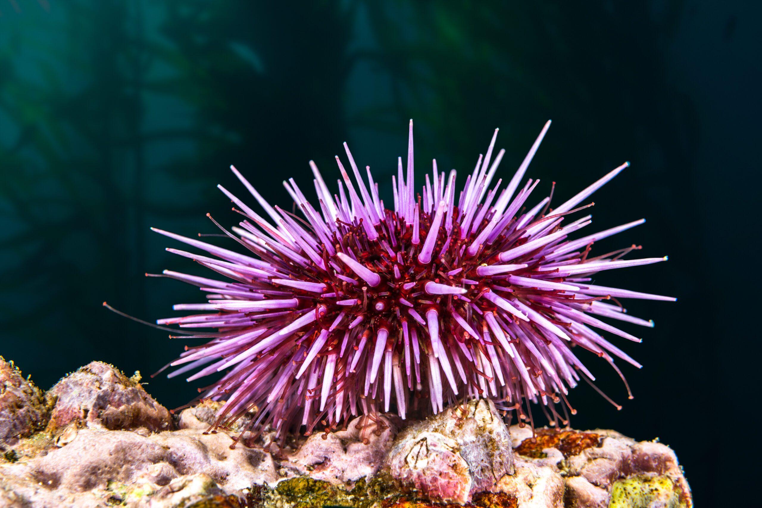 Purple_Sea_Urchin