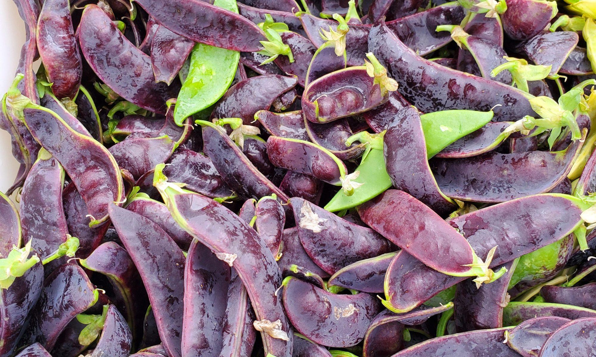 Purple_Snow_Peas